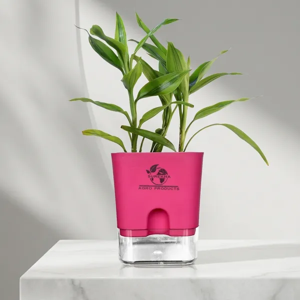 Yellow_Lucky_Bamboo_Plant_With_Self-Watering_Pot