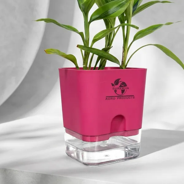 Yellow_Lucky_Bamboo_Plant_With_Self-Watering_Pot