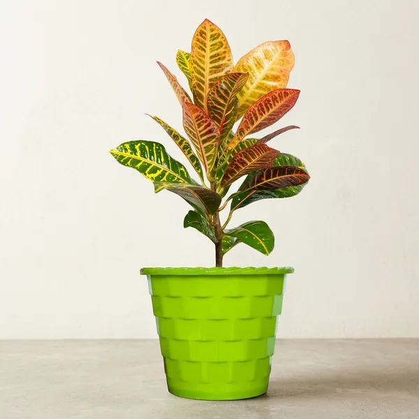 Croton_Petra_Plant_With_Pot