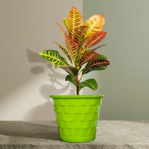 Croton_Petra_Plant_With_Pot