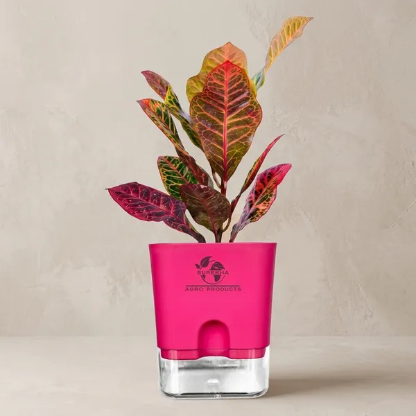 Croton_Petra_Plant_With_Self_Watering_Pot