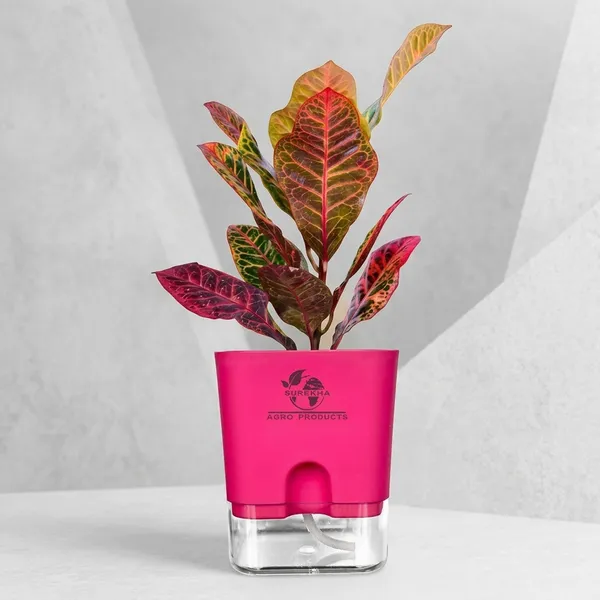 Croton_Petra_Plant_With_Self_Watering_Pot