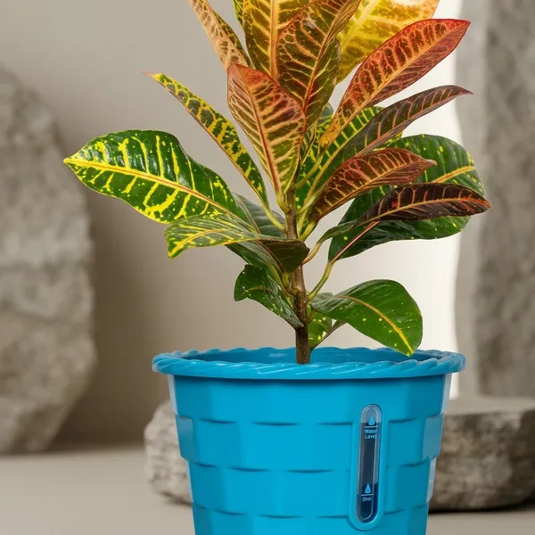 Croton_Petra_Plant_With_Self_Watering_Pot