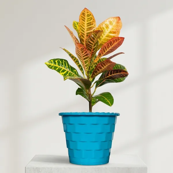 Croton_Petra_Plant_With_Self_Watering_Pot