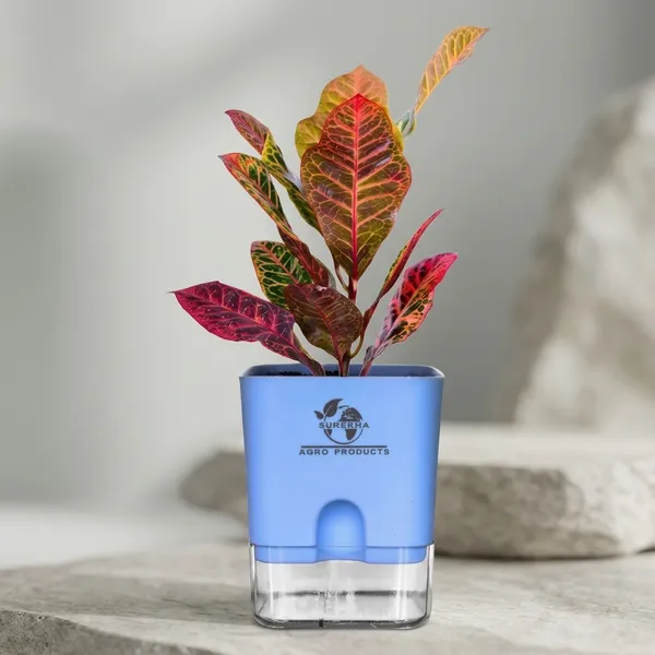Croton_Petra_With_Self_Watering_Pot