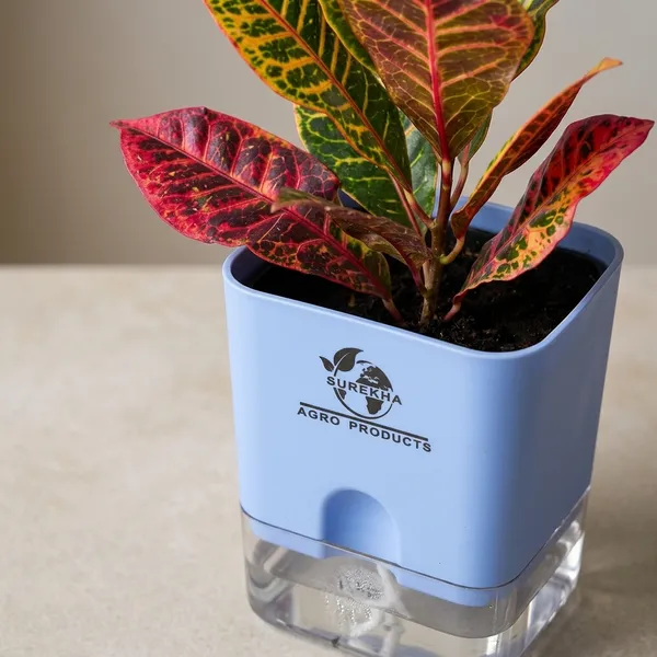 Croton_Petra_With_Self_Watering_Pot