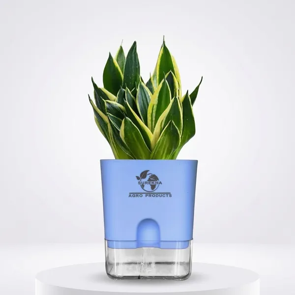 Snake_Plant_(Sansevieria_Golden_Hahnii)_With_Self_Watering_Pot