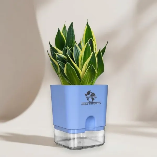 Snake_Plant_(Sansevieria_Golden_Hahnii)_With_Self_Watering_Pot