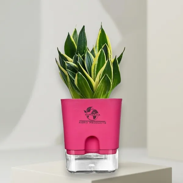 Snake_Plant(Golden_Hahnii)_With_Self_Watering_Pot