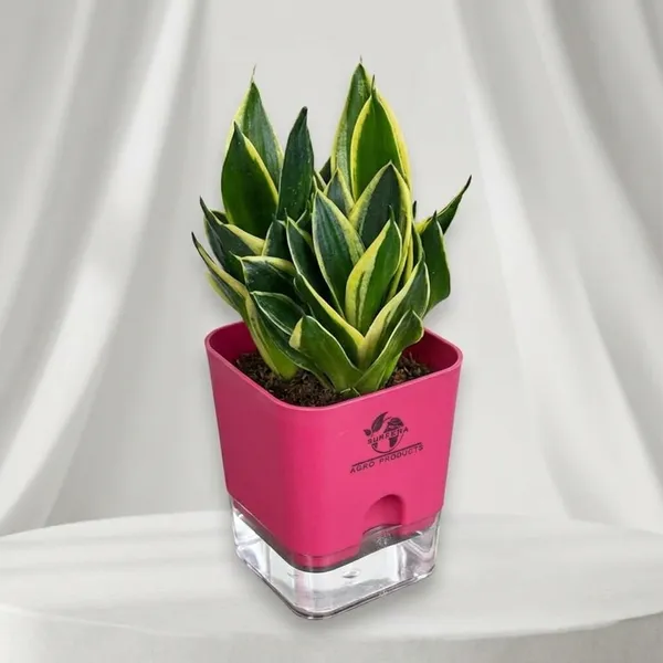Snake_Plant(Golden_Hahnii)_With_Self_Watering_Pot
