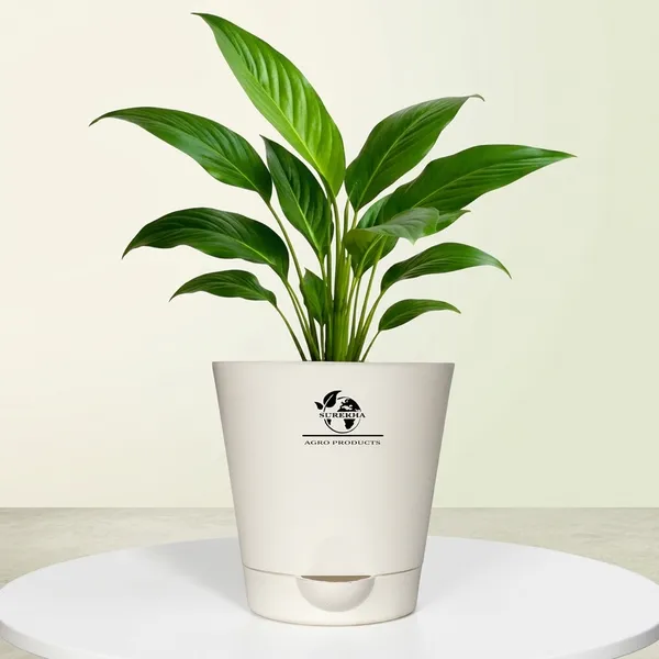 Peace_Lily_Plant_With_Self_Watering_Pot