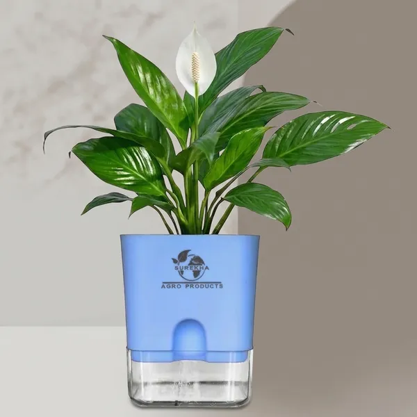Peace_Lily_Plant_In_Self_Watering_Pot