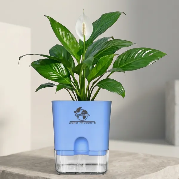 Peace_Lily_Plant_In_Self_Watering_Pot
