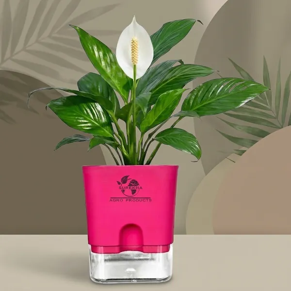 Peace_Lily_Plant_In_Self_Watering_Pot