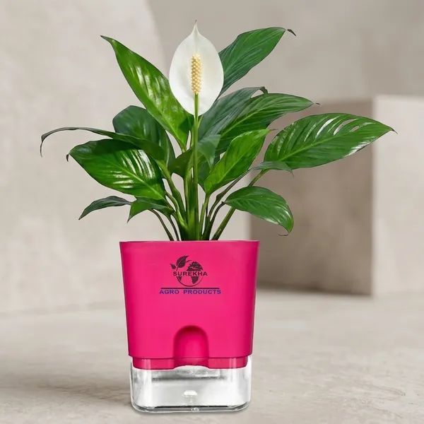 Peace_Lily_Plant_In_Self_Watering_Pot