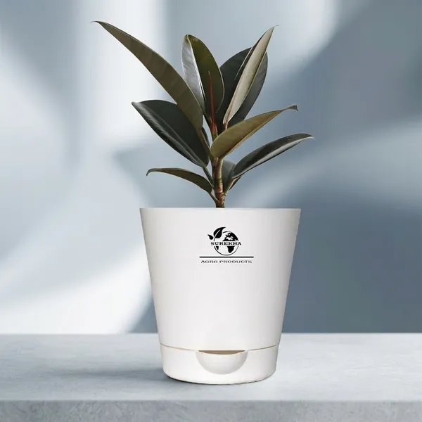 Rubber_Plant_With_Self_Watering_Pot