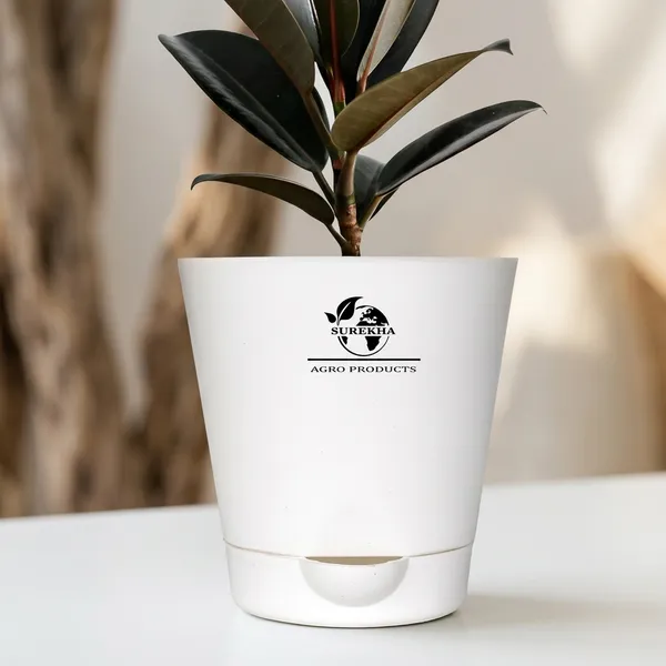 Rubber_Plant_With_Self_Watering_Pot