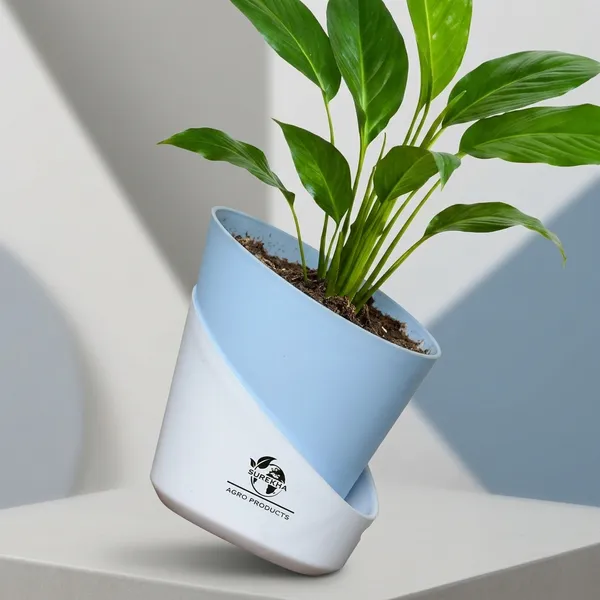 Peace_Lily_Plant_With_Self_Watering_Pot