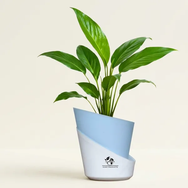 Peace_Lily_Plant_With_Self_Watering_Pot