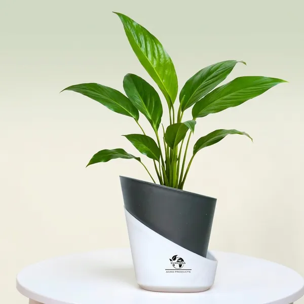 Peace_Lily_Live_Plant_With_Self_Watering_Pot