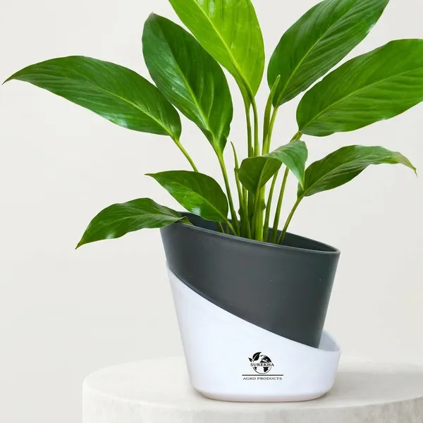 Peace_Lily_Live_Plant_With_Self_Watering_Pot