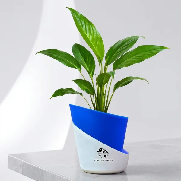 Peace_Lily_Plant_With_Self_Watering_Pot