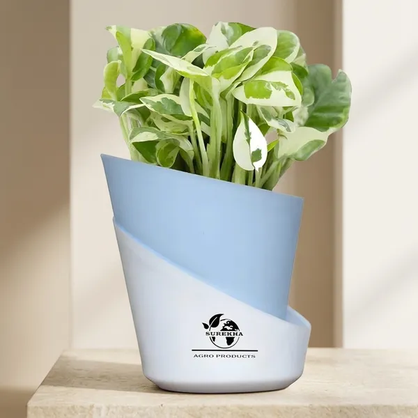 Money_Plant_N'Joy_In_Self_Watering_Pot