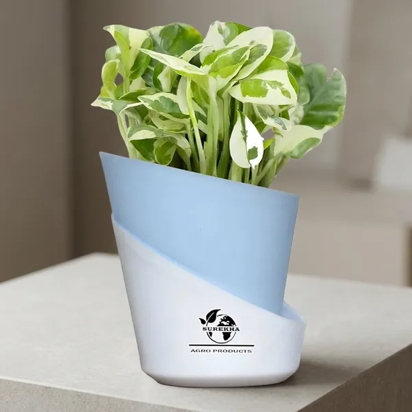 Money_Plant_N'Joy_In_Self_Watering_Pot