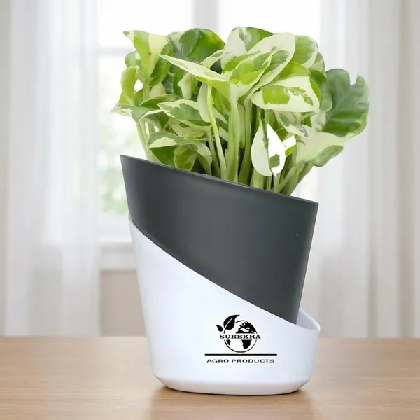 Enjoy_Money_Plant_In_Self_Watering_Pot
