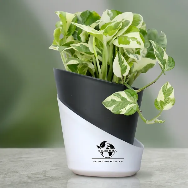 Enjoy_Money_Plant_In_Self_Watering_Pot
