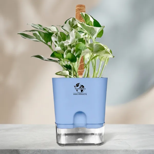 Money_Plant_N'Joy_In_Self_Watering_Pot