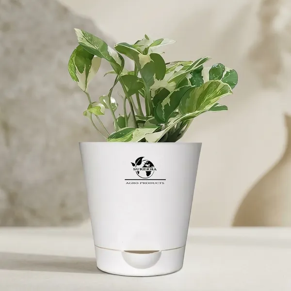 Money_Plant__N'Joy_In_Self_Watering_Pot