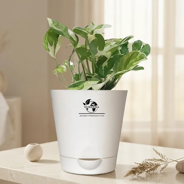 Money_Plant__N'Joy_In_Self_Watering_Pot