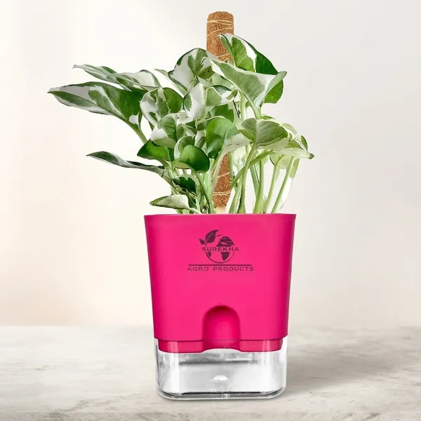 Money_Plant_N'Joy_In_Self_Watering_Pot
