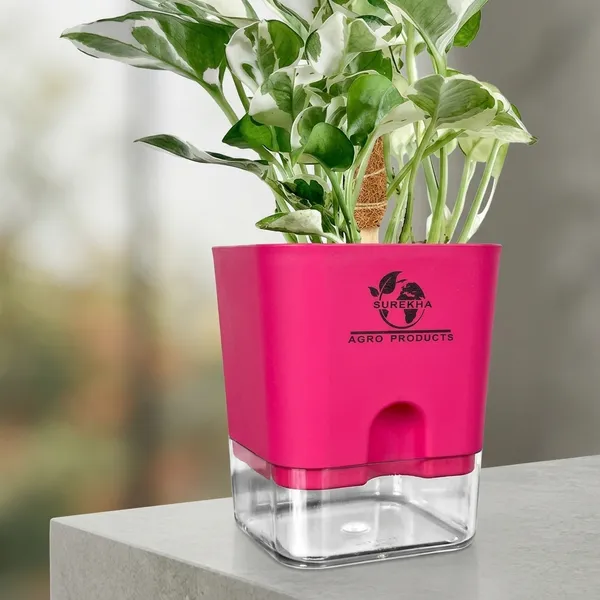 Money_Plant_N'Joy_In_Self_Watering_Pot