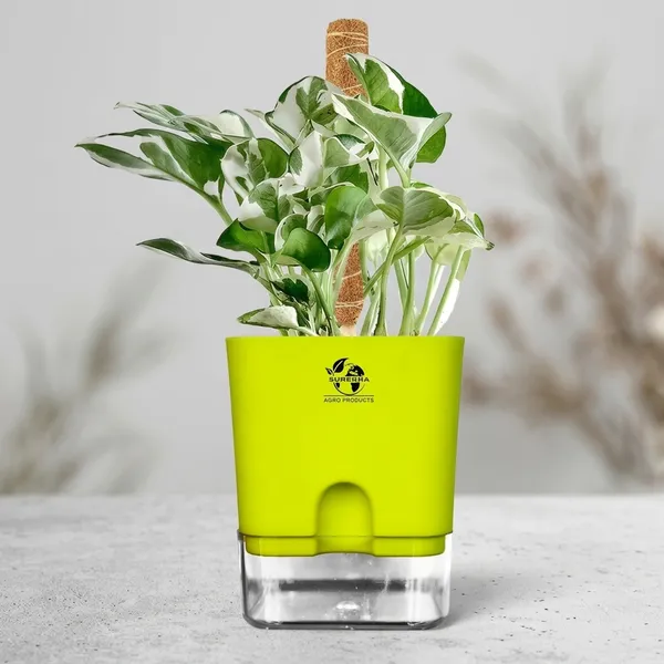 Money_Plant_N'Joy_In_Self_Watering_Pot