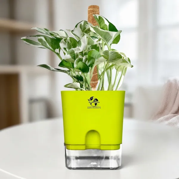 Money_Plant_N'Joy_In_Self_Watering_Pot