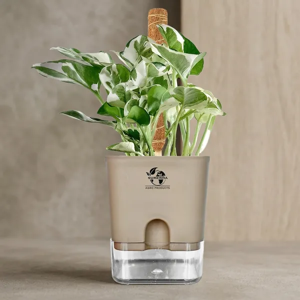 Money_Plant_N'Joy_In_Self_Watering_Pot