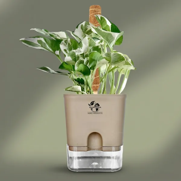 Money_Plant_N'Joy_In_Self_Watering_Pot