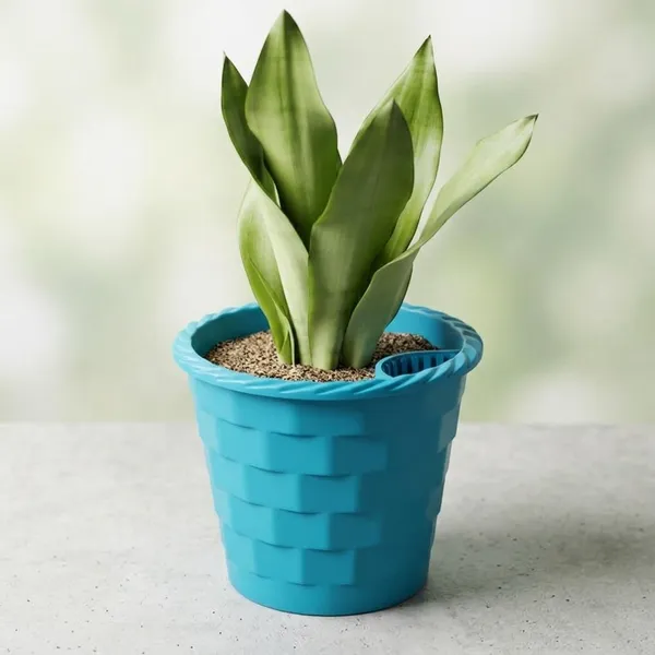 Snake_Plant_(Sansevieria_Silver_Hahnii)_In_BIG_Premium_Mosaic_Pot