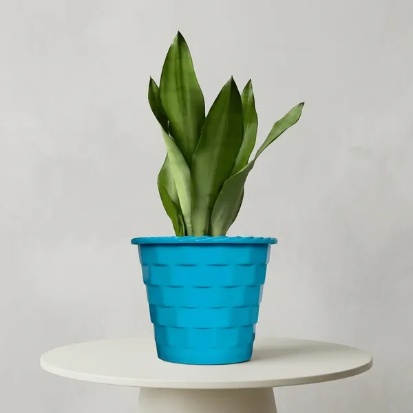 Snake_Plant_(Sansevieria_Silver_Hahnii)_In_BIG_Premium_Mosaic_Pot