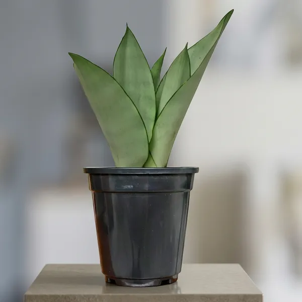 Snake_Plant_(Sansevieria_Silver_Hahnii)_In_Self_Watering_Pot