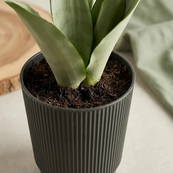 Snake_Plant_(Sansevieria_Silver_Hahnii)_In_Self_Watering_Pot