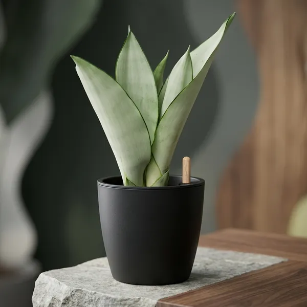 Snake_Plant_In_Self_Watering_Pot