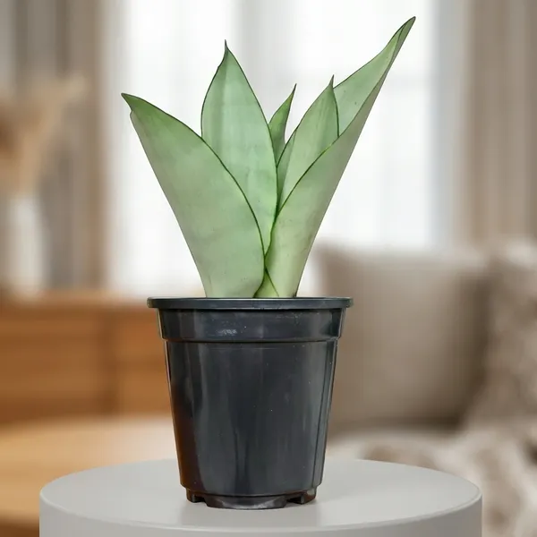Snake_Plant_In_Self_Watering_Pot