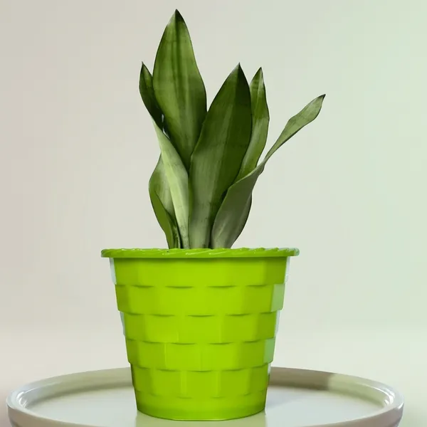 Snake_Plant_(Sansevieria_Silver_Hahnii)_In_BIG_Premium_Mosaic_Pot