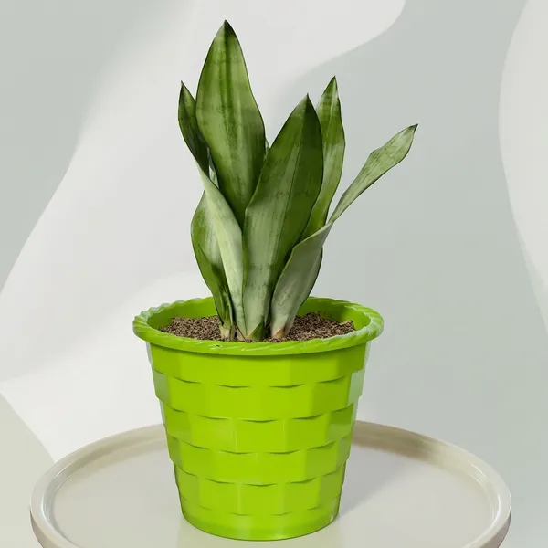 Snake_Plant_(Sansevieria_Silver_Hahnii)_In_BIG_Premium_Mosaic_Pot