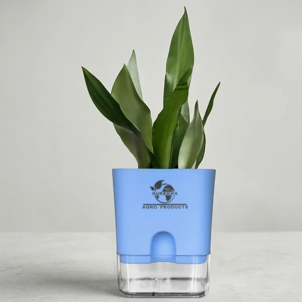Snake_Plant_(Sansevieria_Silver_Hahnii)_With_Self_Watering_Pot