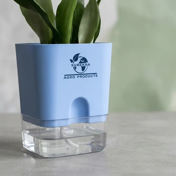 Snake_Plant_(Sansevieria_Silver_Hahnii)_With_Self_Watering_Pot