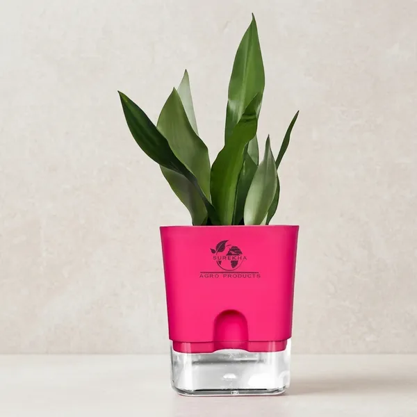 Snake_Plant_(Sansevieria_Silver_Hahnii)_In_Self_Watering_Square_Pot